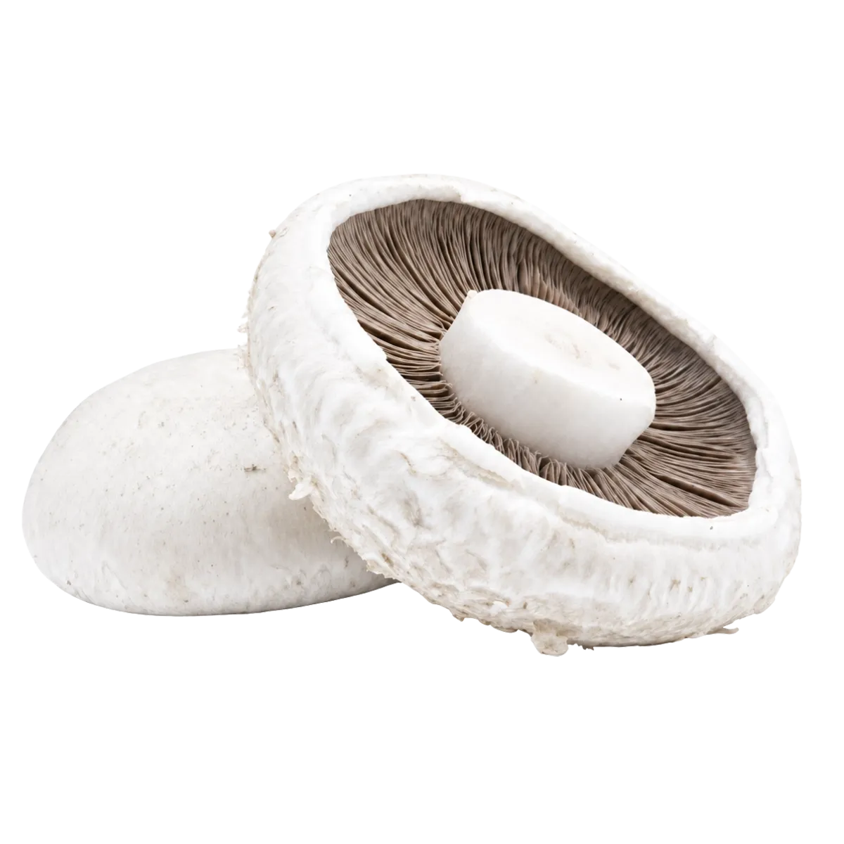 Pieczarka flat